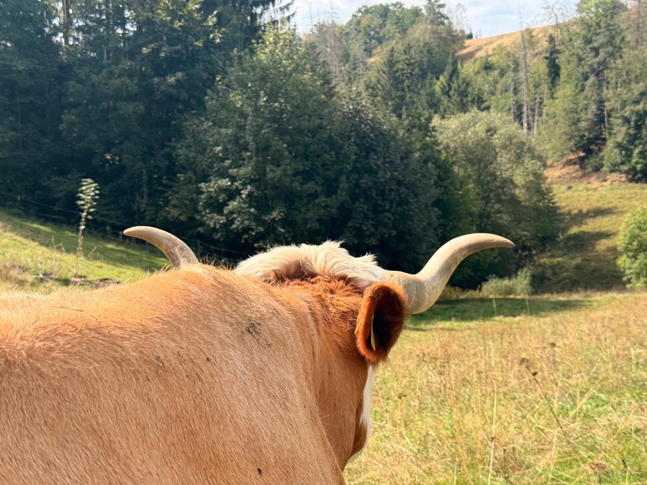 Helles Rind auf einer Wiese vor bewaldeten Hügeln